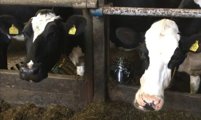 cows