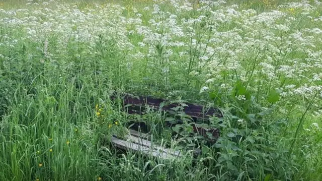 Grass covering a park bench