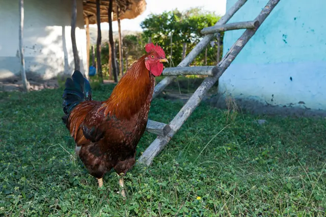 Cockerel