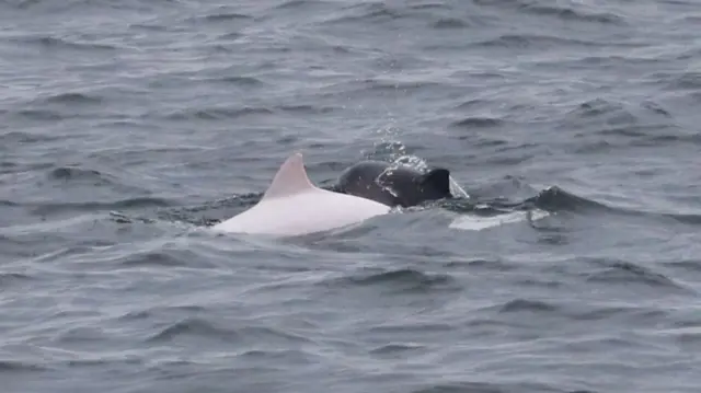 Porpoise and calf