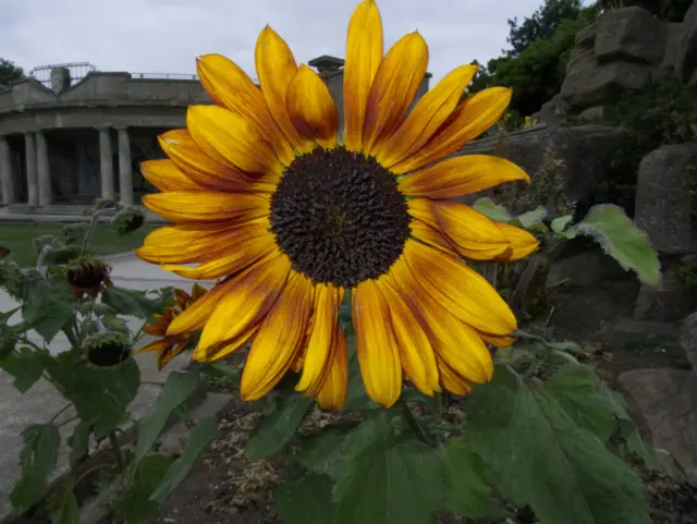 Sunflower