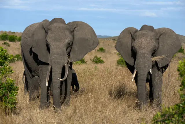 Elephants staring at the camera