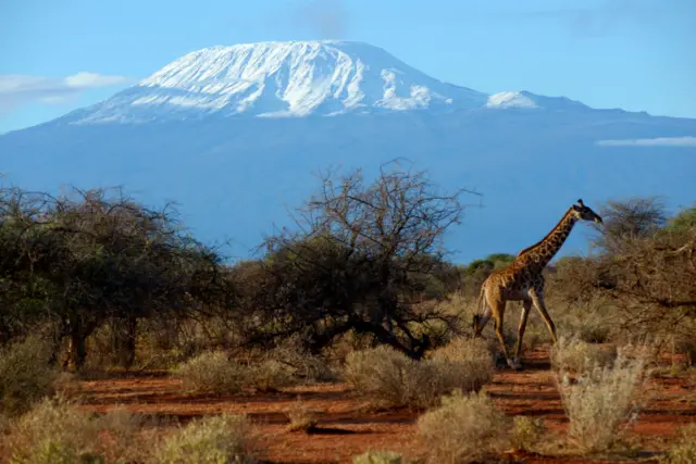 Giraffe on the savannah with a snowy Mount Kilimanjaro in the background, Amboseli national park, Kenya.