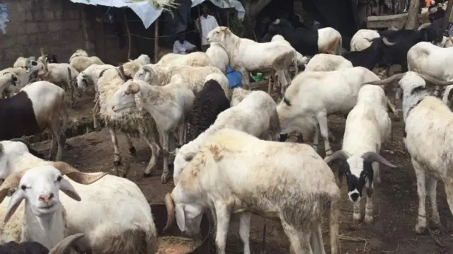 Sheep for sale in northern Nigeria