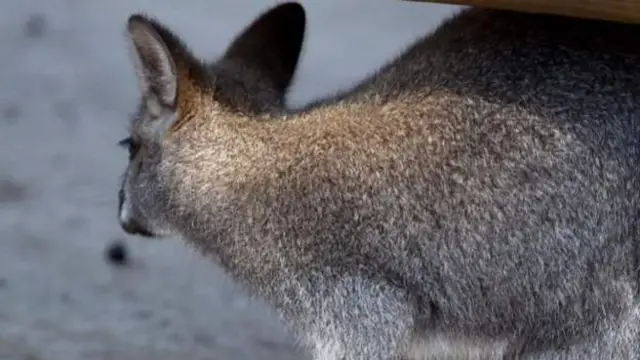 A wallaby