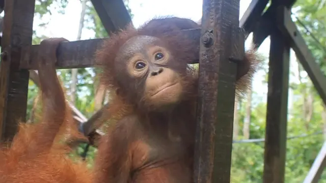 orangutan