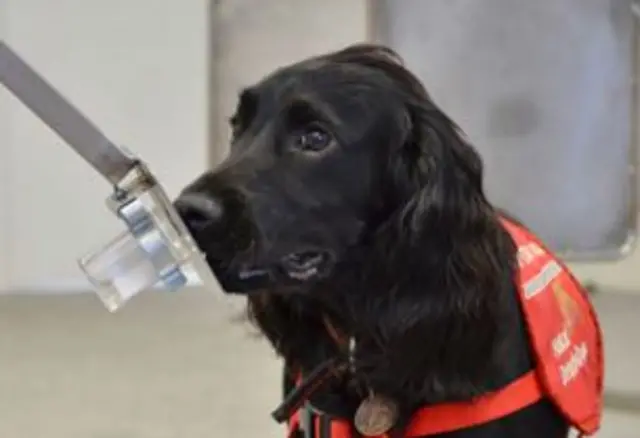 Medical Detection Dog