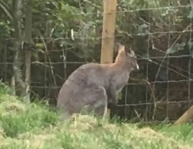 Wallaby