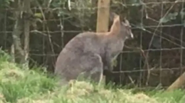 The missing wallaby