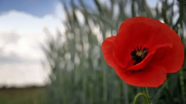 Red poppy at field in full bloom.