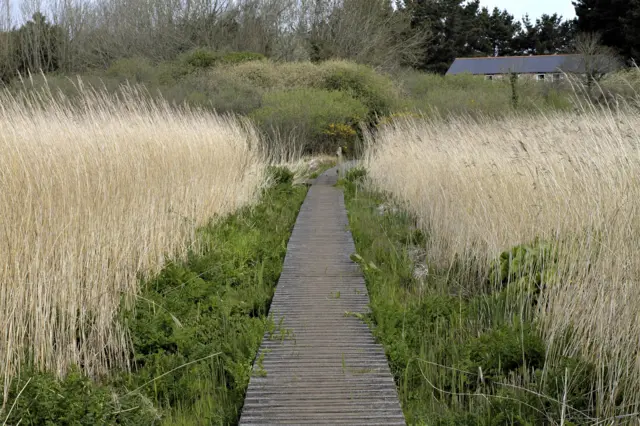 Marazion Marsh