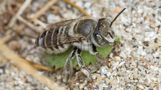 Silvery Leafcutter Bee