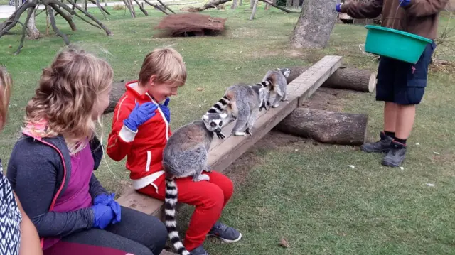 Lemur on his lap