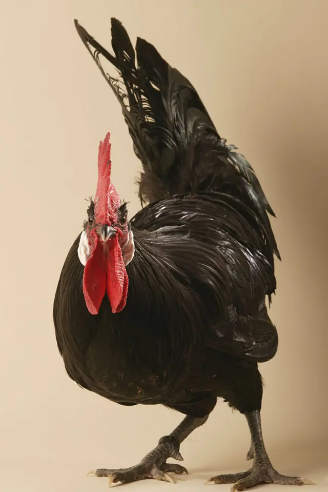 Rooster