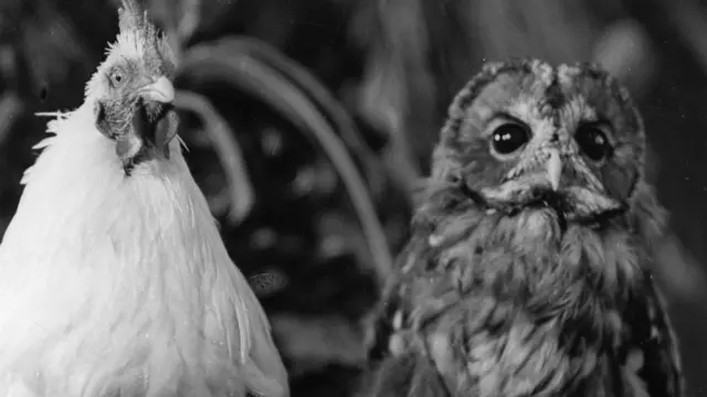 A hen and an owl pictured in 1935