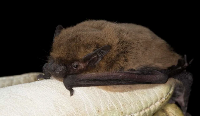 Kuhl's Pipistrelle