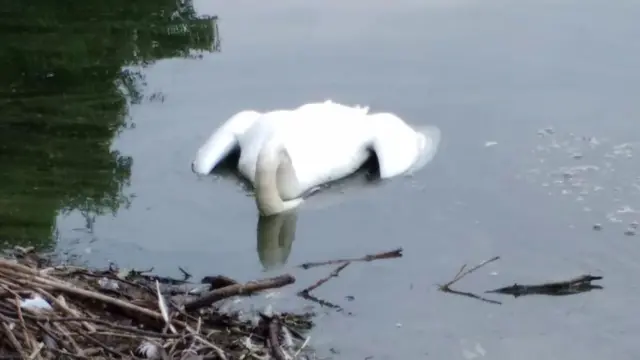 Dead swan