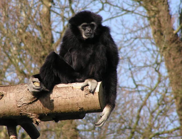 George the gibbon