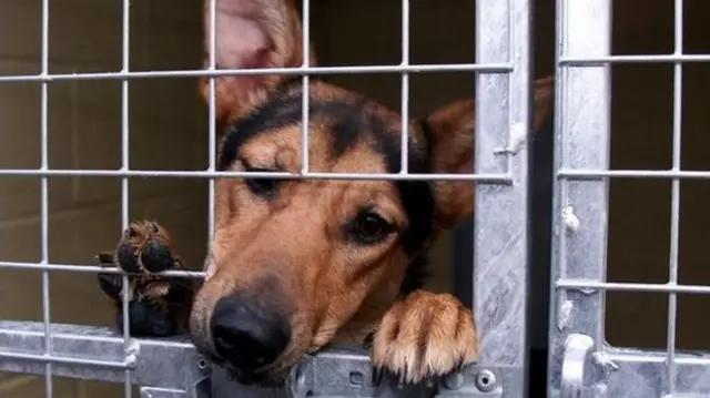 A dog behind a gate