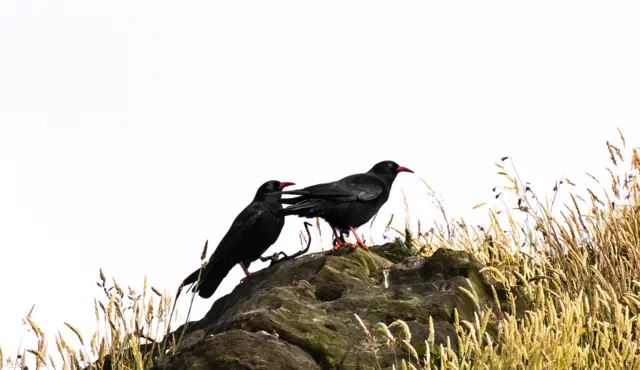 Choughs