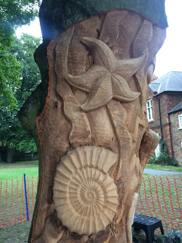 Tree with wood carving of starfish and fossil