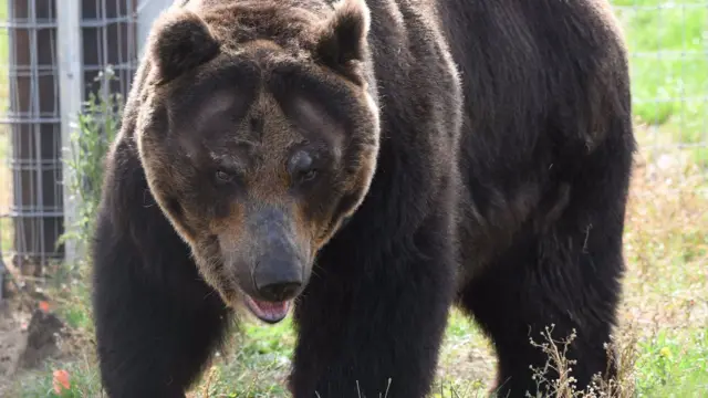 A brown bear