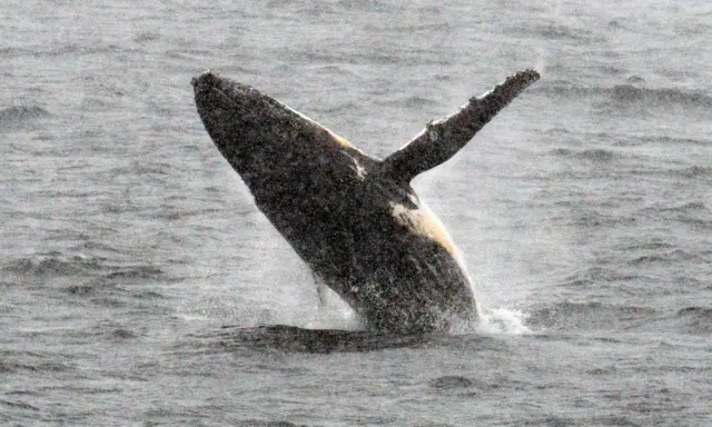 Humpback whale