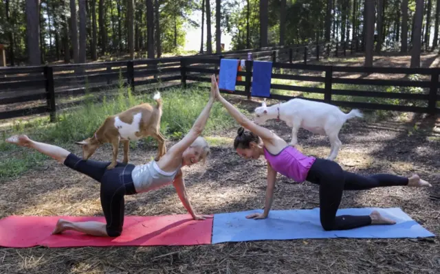 Goat yoga