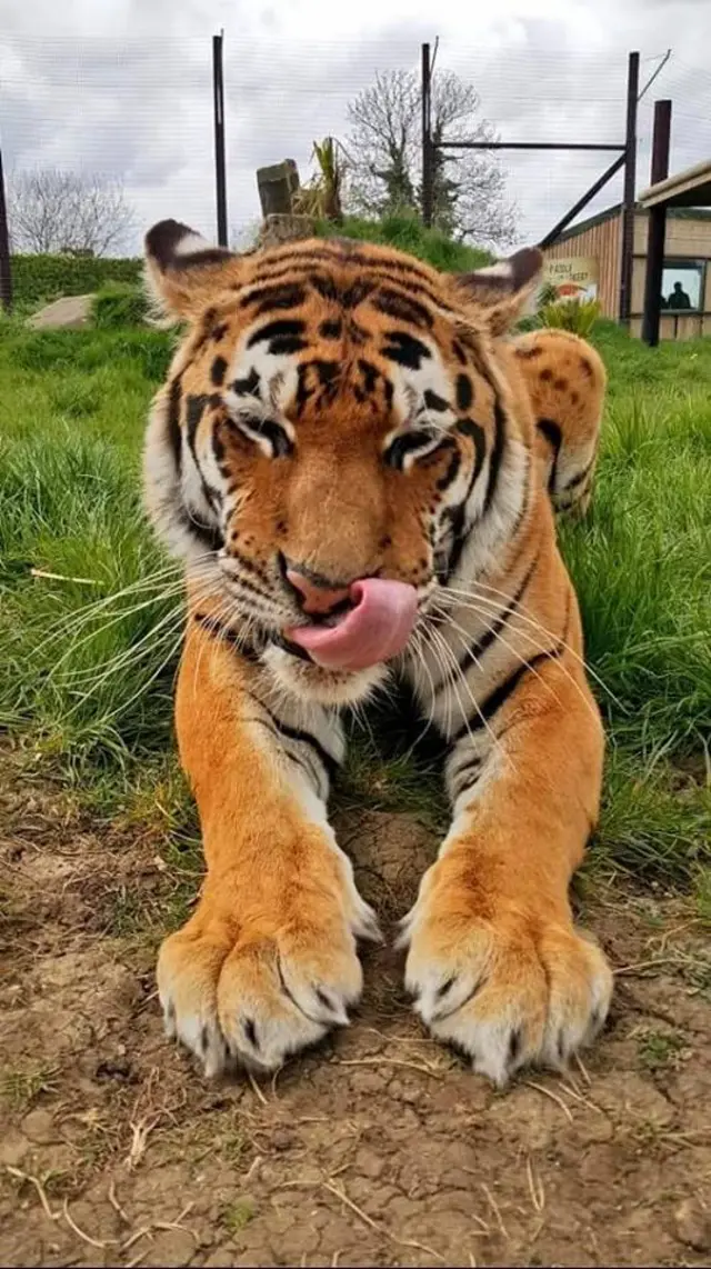 tiger