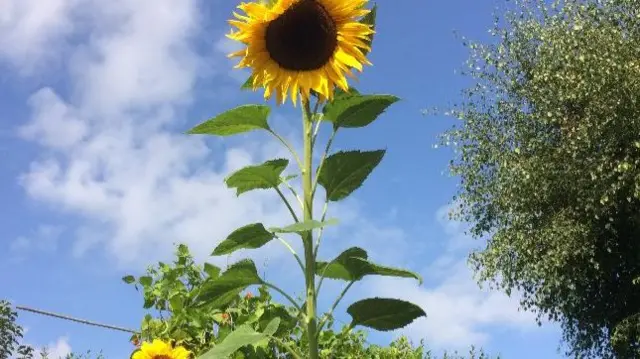 Sunflower