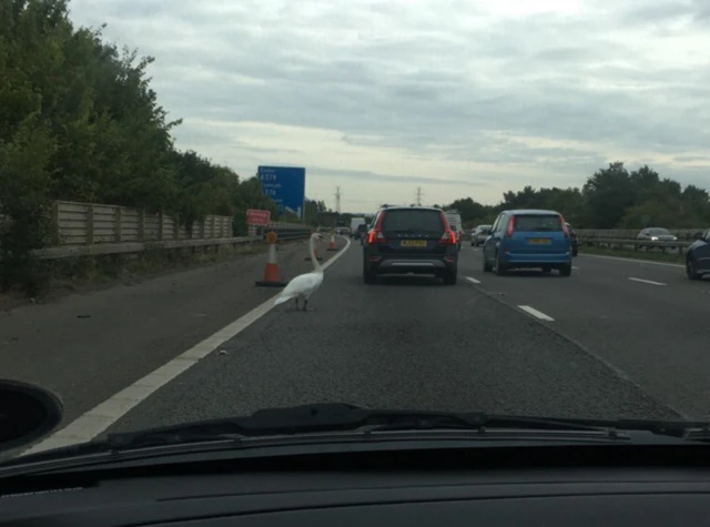 Swan loose on the M5