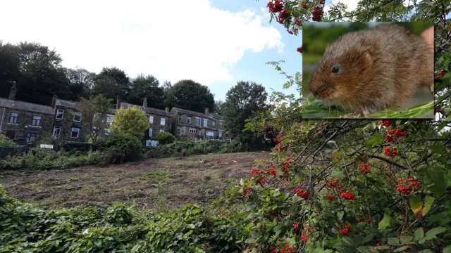 Allotments