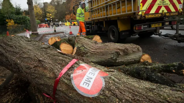 Tree cut down with a ribbon on