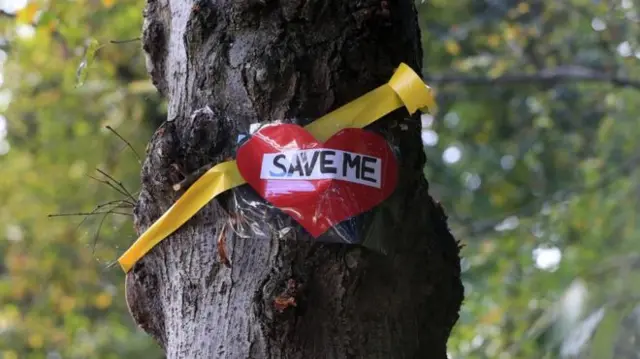 A tree with 'Save me' written on it