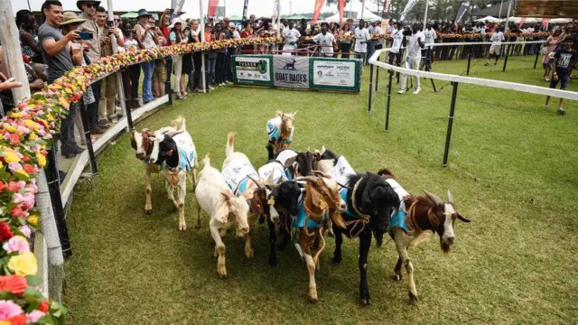 Goats racing around a track