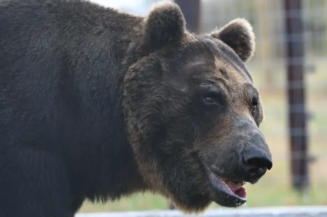 A brown bear