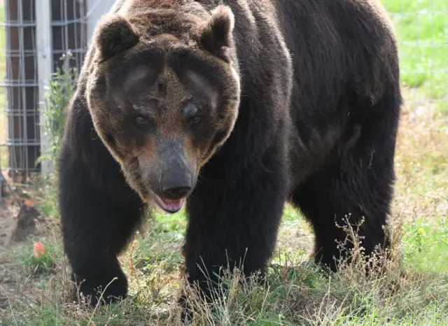 A brown bear