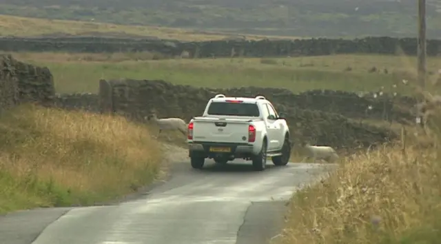 Sheep crossing a road.