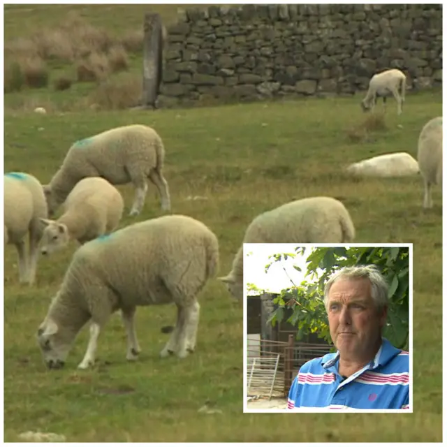 Sheep in a field with and inset picture of farmer David Airey.