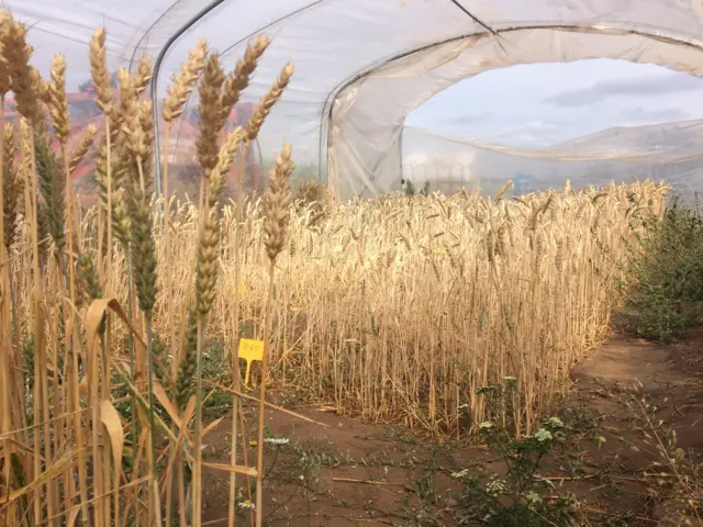 Crop yield experiment in Shropshire