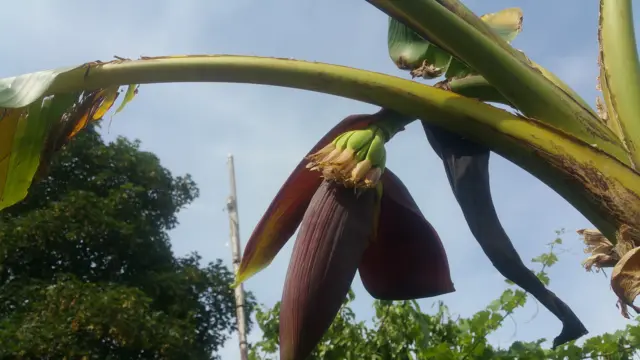 banana tree