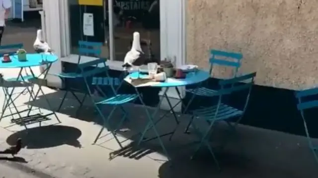 Two seagulls on cafe tables in Worcester