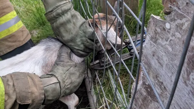 Firefighters rescuing a goat from a trapped fence