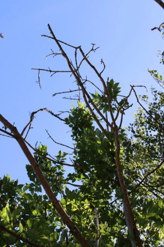 Bare branches of dying ash tree.