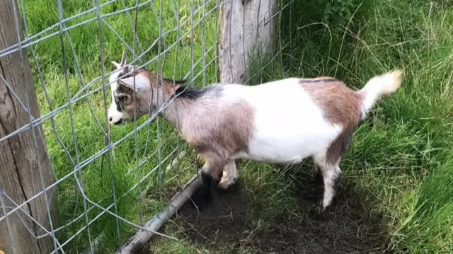 Goat stuck in a fence