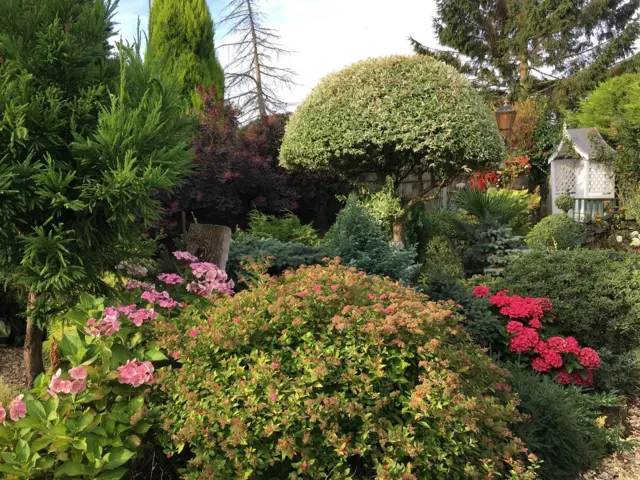 Bushes and trees in the garden