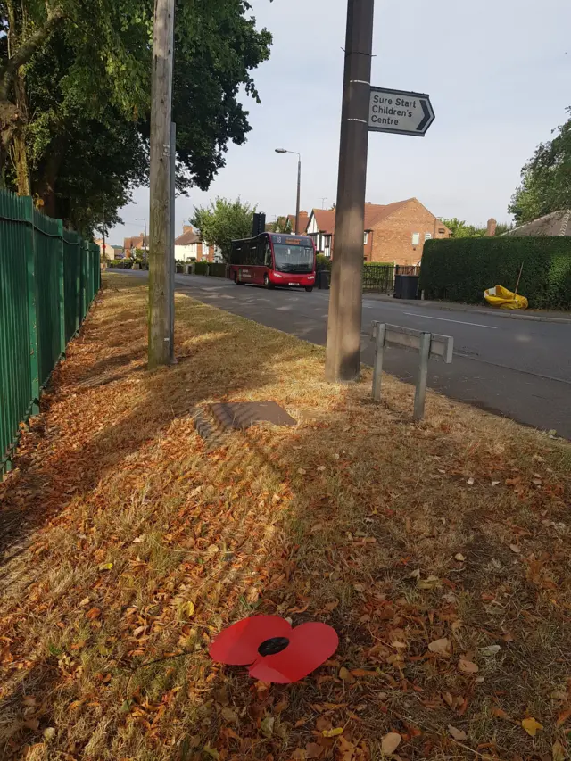 Poppies