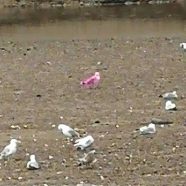 Pink seagull