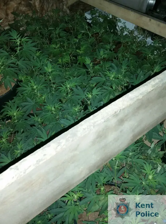 Cannabis plants