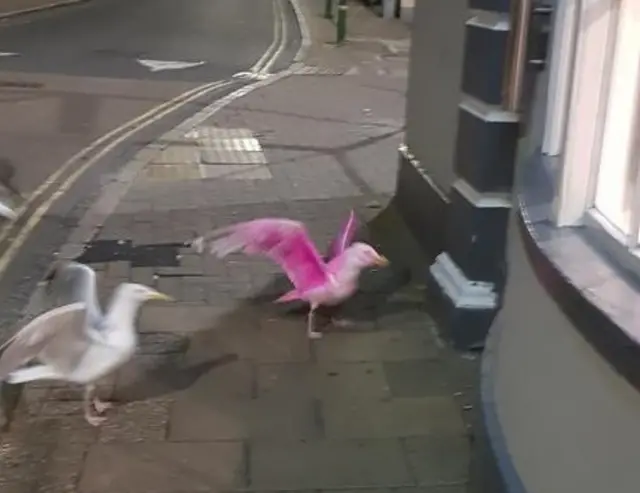 Pink seagull